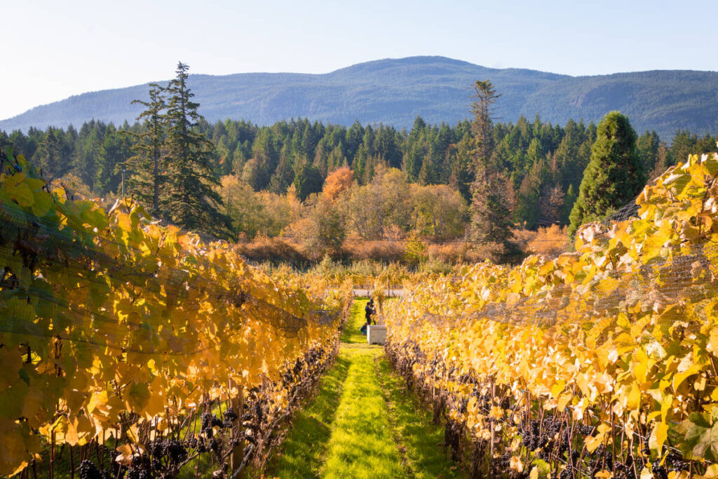 Viñedo en Vancouver