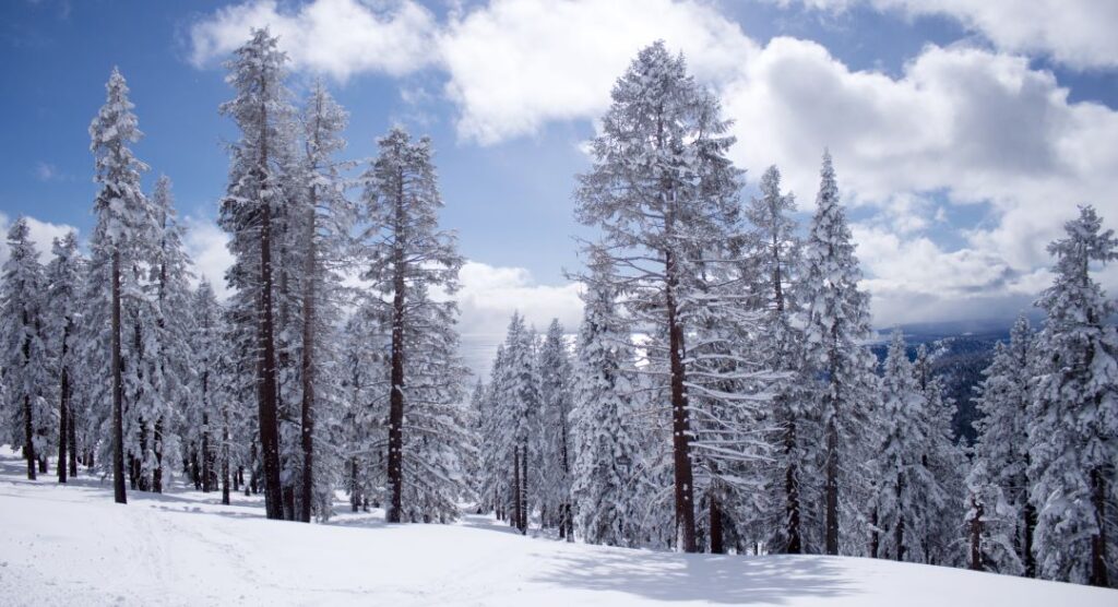 Lake Tahoe-Winter Trees